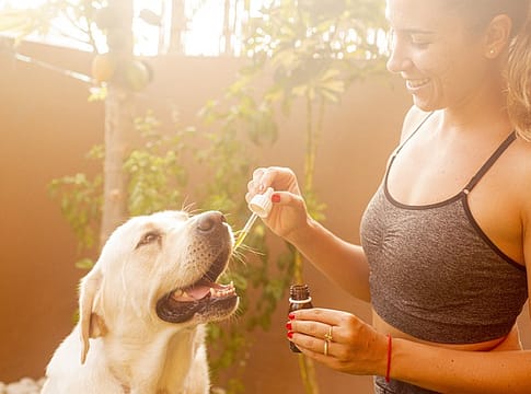 CBD Oil Products For Pets Work