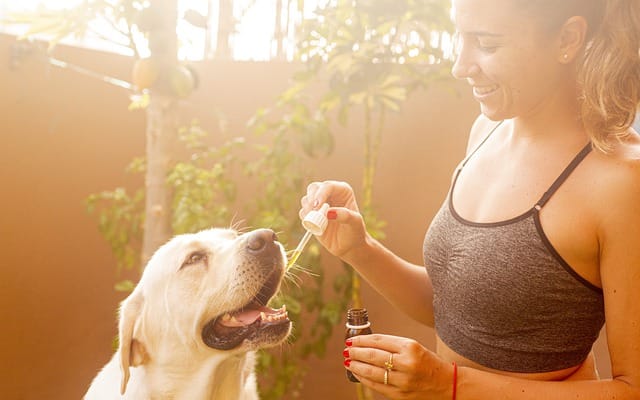 CBD Oil Products For Pets Work